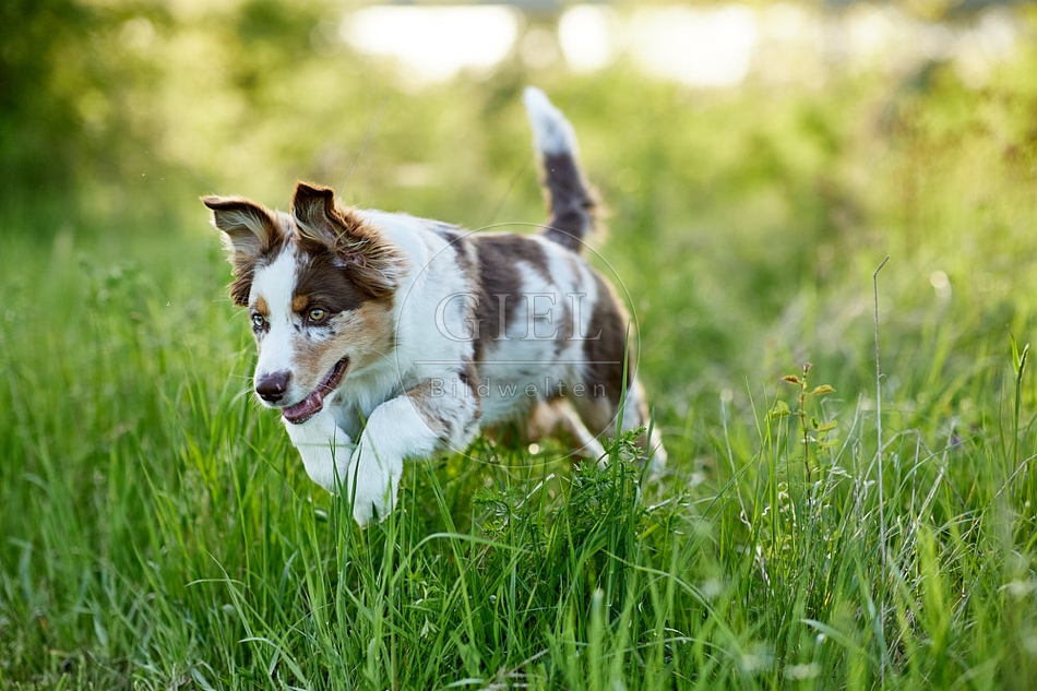 115672 Australian Shepherd