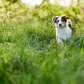 115674 Australian Shepherd