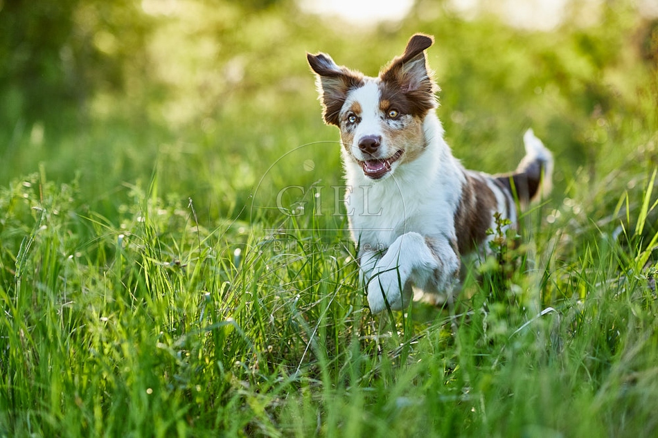 115675 Australian Shepherd