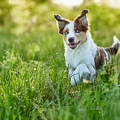 115675 Australian Shepherd