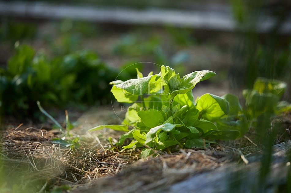 115977 Grüne Gartenmelde