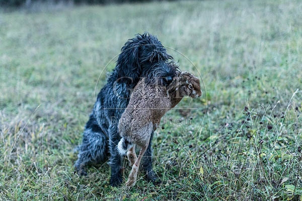 072170 Deutsch Drahthaar traegt toten Hasen