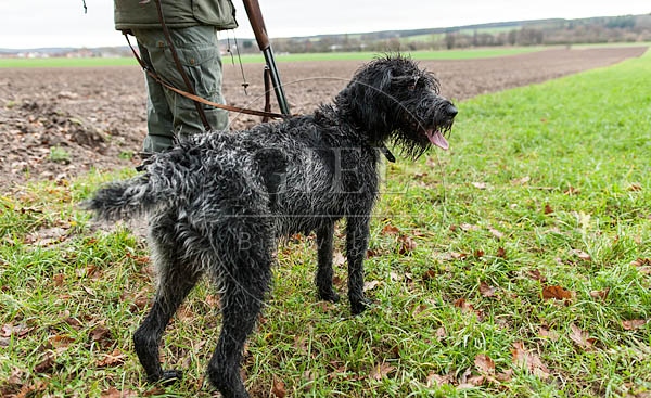 072180 Jaeger und Deutsch Drahthaar auf der Jagd