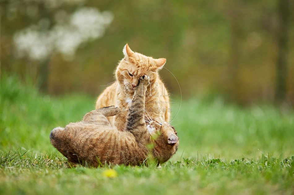 115206 Hauskatzen spielen