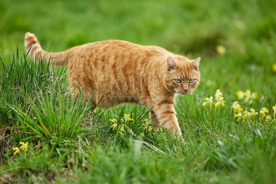115207 Hauskatze geht durch Wiese mit Schlüsselblumen