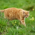 115207 Hauskatze geht durch Wiese mit Schlüsselblumen