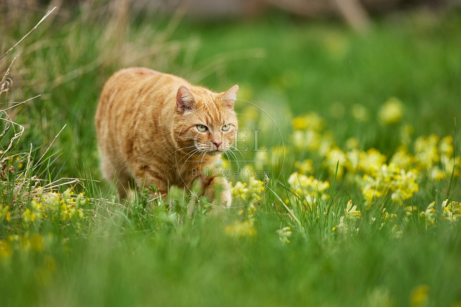 115210 Hauskatze geht durch Wiese mit Schlüsselblumen