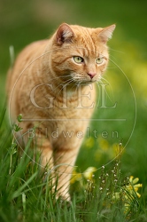115211 Hauskatze geht durch Wiese mit Schlüsselblumen