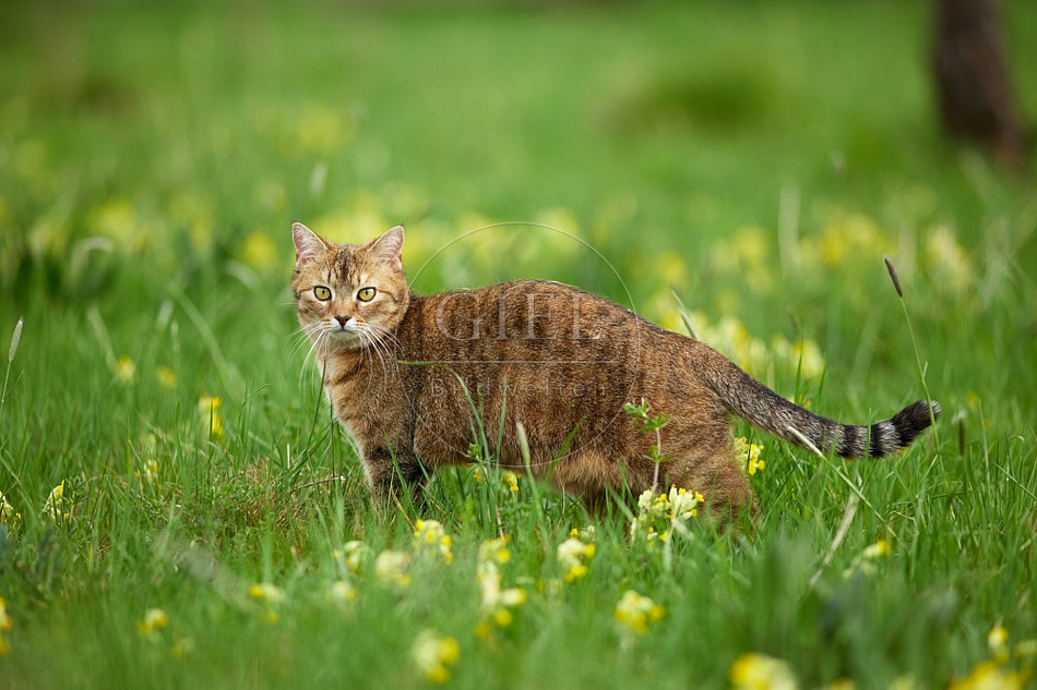 115214 Hauskatze geht durch Wiese mit Schlüsselblumen