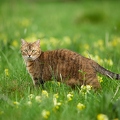 115214 Hauskatze geht durch Wiese mit Schlüsselblumen