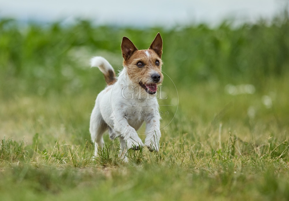 116615 Jack Russell Terrier