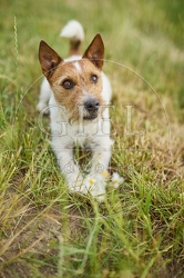 116620 Jack Russell Terrier liegt in Wiese