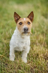 116621 Jack Russell Terrier sitzt in Wiese