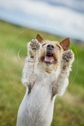 116622 Jack Russell Terrier