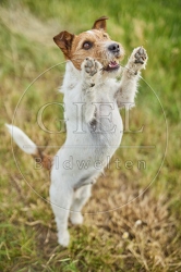 116623 Jack Russell Terrier