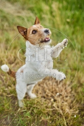 116624 Jack Russell Terrier