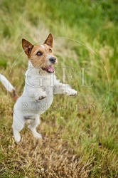 116625 Jack Russell Terrier