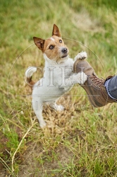 116626 Jack Russell Terrier