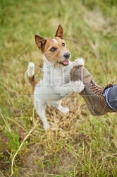 116627 Jack Russell Terrier