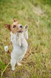 116628 Jack Russell Terrier