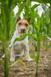 116630 Jack Russell Terrier