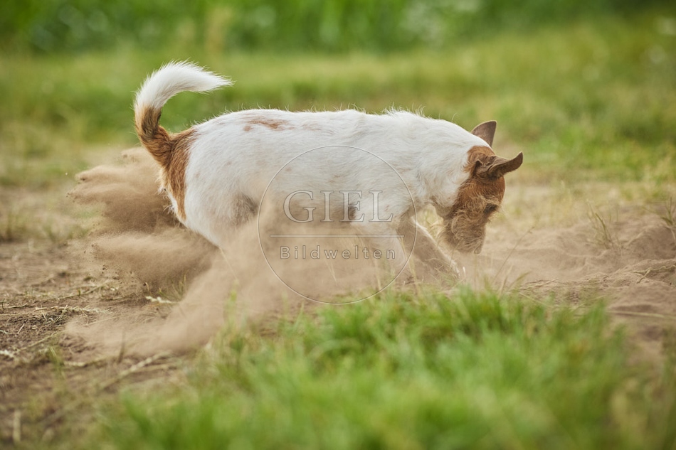 116633 Jack Russell Terrier