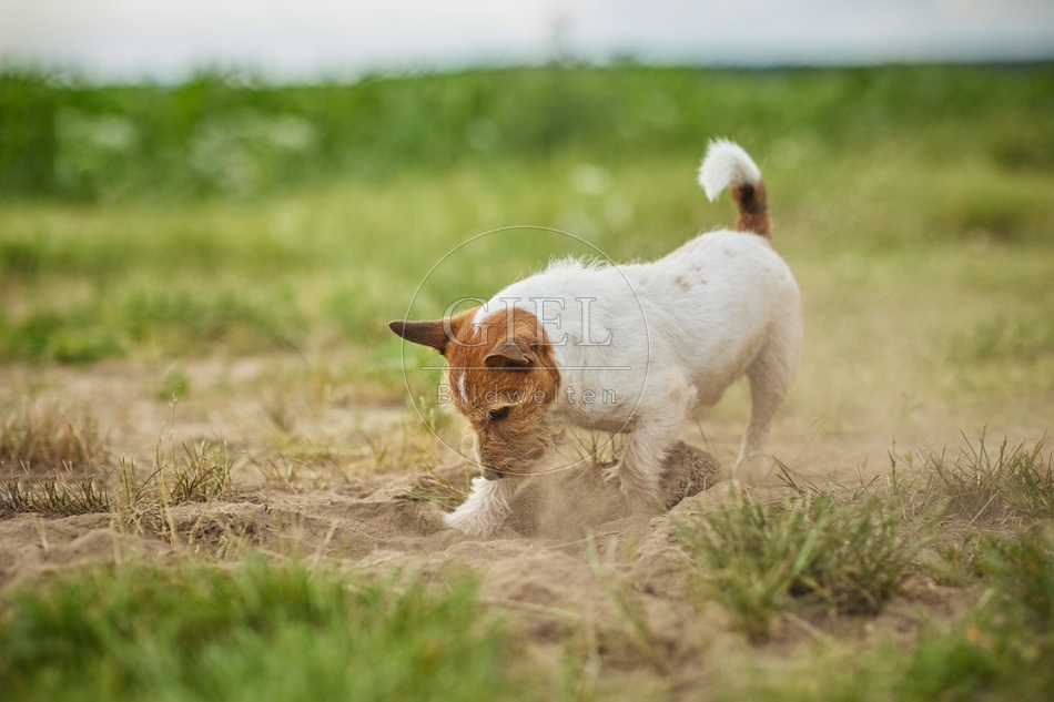 116634 Jack Russell Terrier