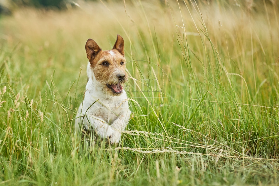 116635 Jack Russell Terrier