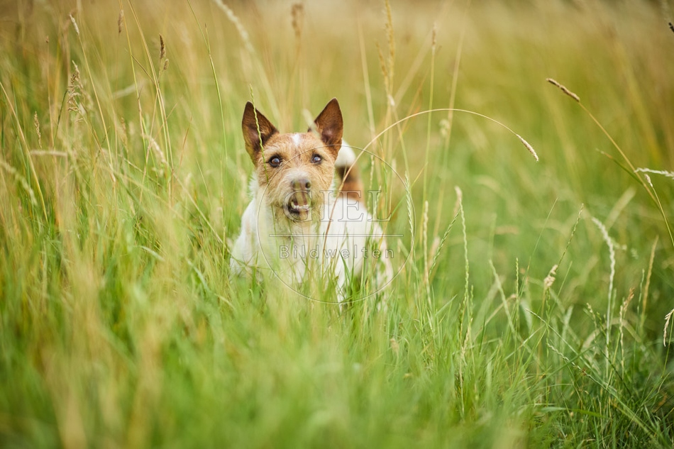 116636 Jack Russell Terrier