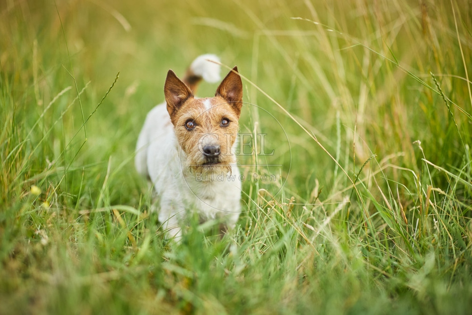116637 Jack Russell Terrier