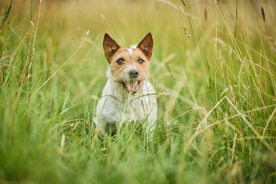 116638 Jack Russell Terrier
