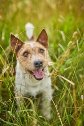 116639 Jack Russell Terrier
