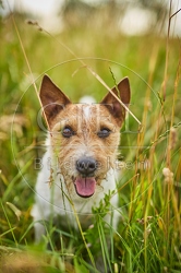 116640 Jack Russell Terrier