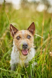 116641 Jack Russell Terrier