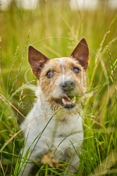 116642 Jack Russell Terrier