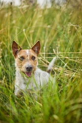 116643 Jack Russell Terrier