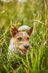 116644 Jack Russell Terrier