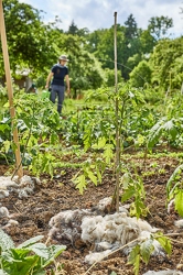116649 Gemüsegarten, Tomaten, Schafwolle