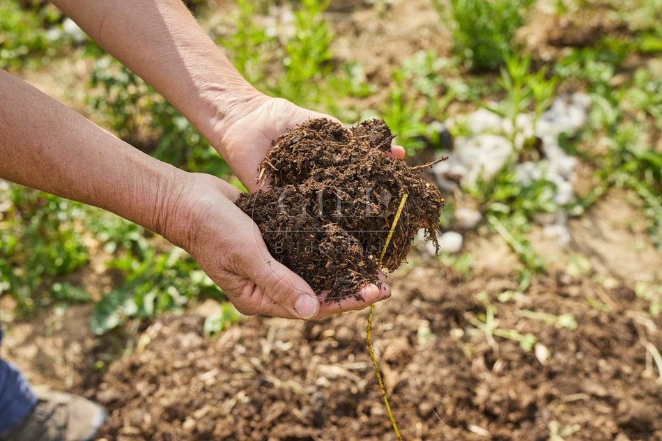 116652 Komposterde aus Schafmist