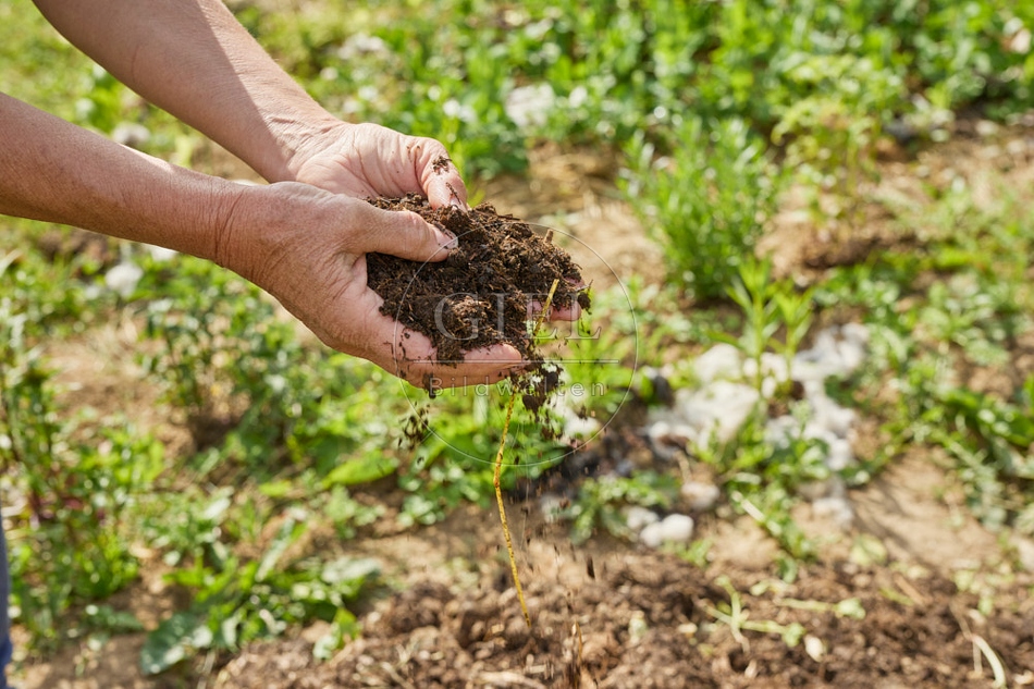 116653 Komposterde aus Schafmist