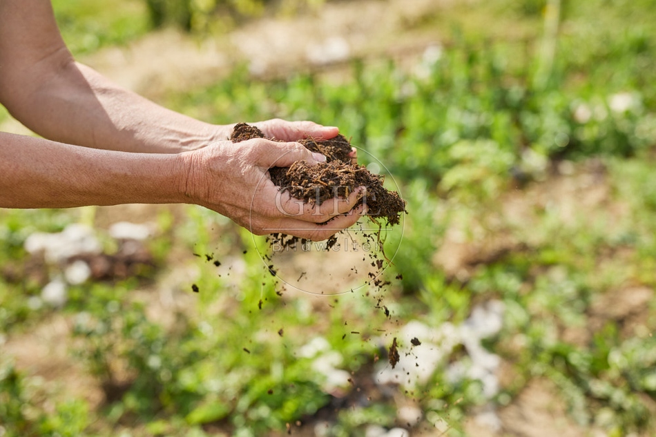 116654 Komposterde aus Schafmist