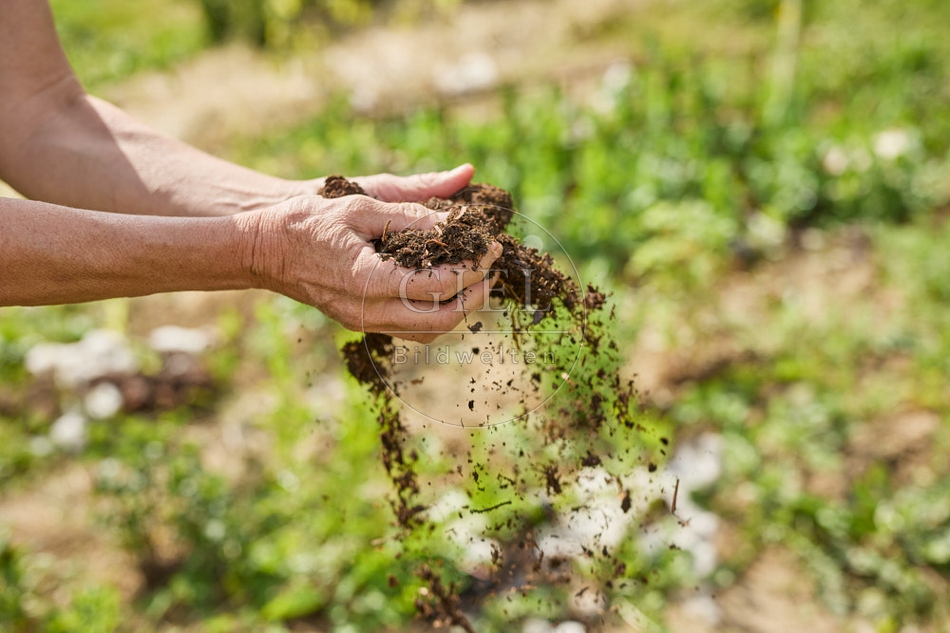 116655 Komposterde aus Schafmist