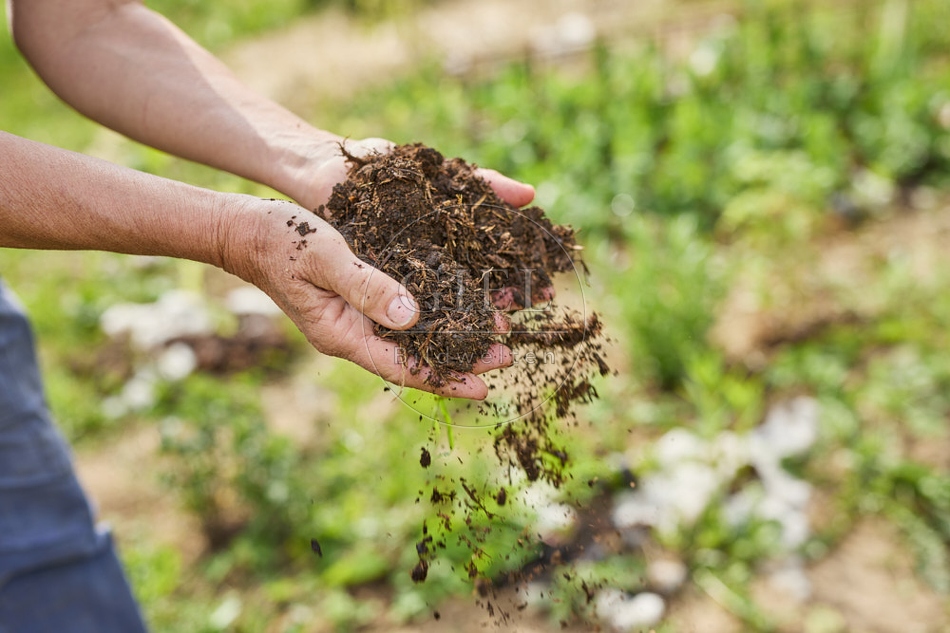 116656 Komposterde aus Schafmist