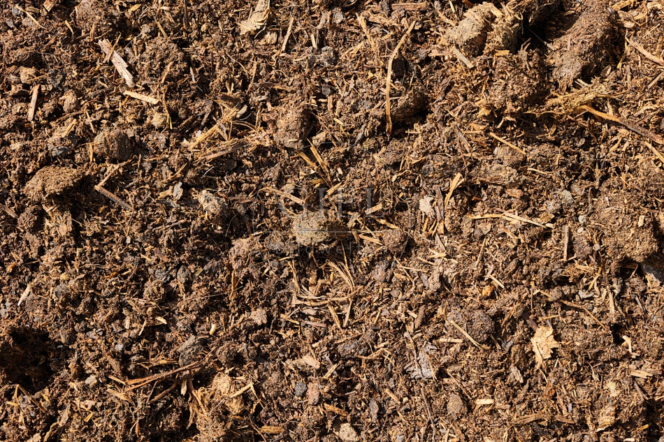 116657 Komposterde aus Schafmist