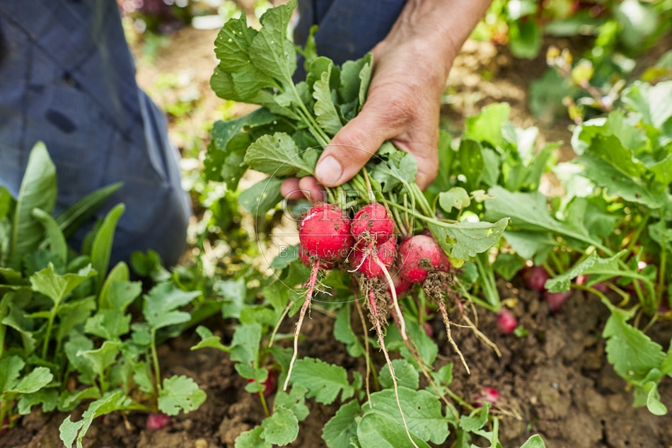 116685 Radieschen, Ernte