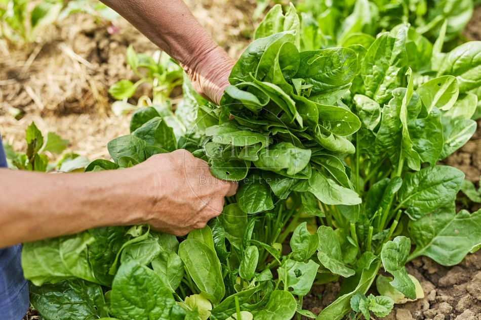 116687 Spinat, Ernte