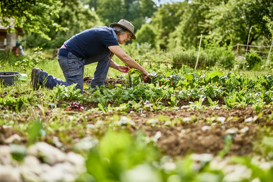 116689 Mangold im Gemüsegarten ernten