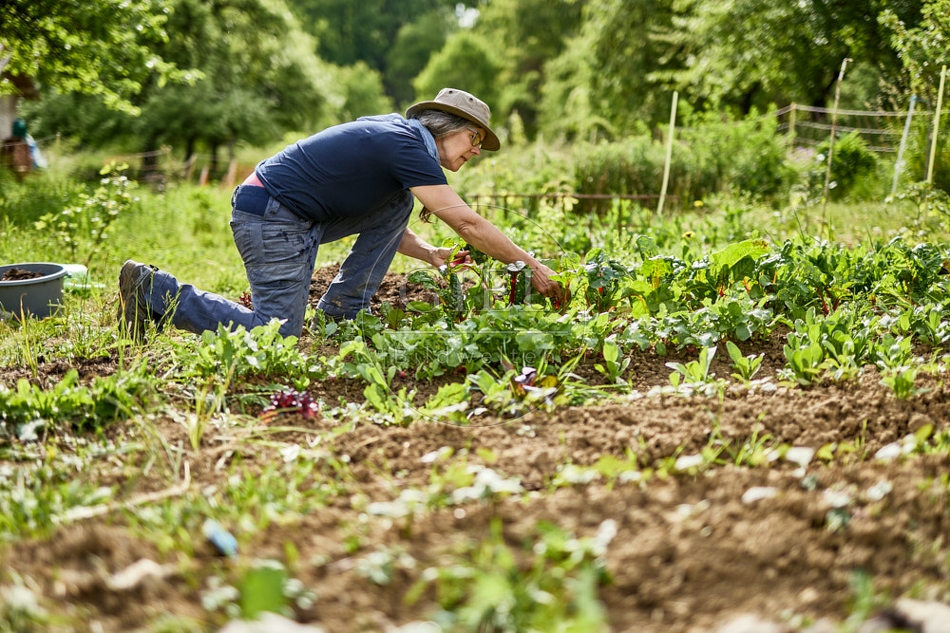 116691 Mangold im Gemüsegarten ernten