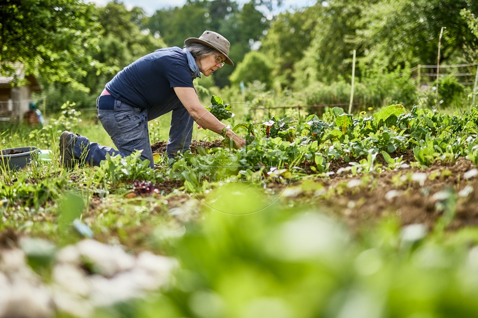 116692 Mangold im Gemüsegarten ernten