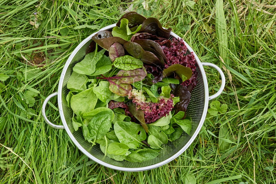 116704 Salat, Spinat in Küchnsieb